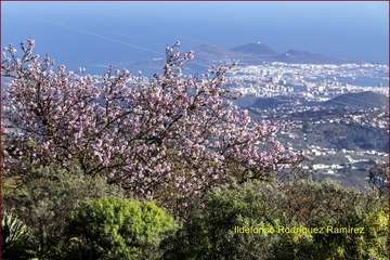 Manto de tonos blancos y rosas en Gran Canaria (Reportaje gráfico de Ildefonso Rodríguez)